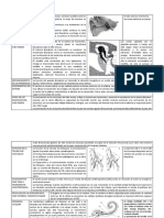 Cuadro Comparativo Oido