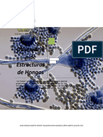 2752-P1H-Observación de Estructuras de Hongos