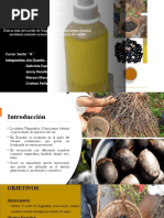 Extracción Del Aceite de Ungurahua (Oenocarpus Bataua