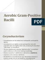 Aerobic Gram Positive Bacilli