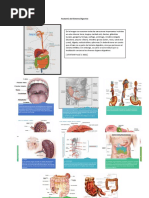 Anatomía Del Sistema Digestivo