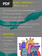 Anatomia Básica de Corazon