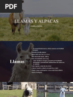 Llamas y Alpacas