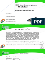 Produccion Acuicola, Diapositiva Final