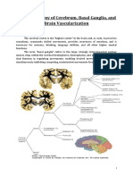 Neuro-Anatomy of Cerebrum, Basal Ganglia, and Brain Vascularization