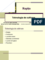 Rapita - Tehnologia de Cultivare PDF