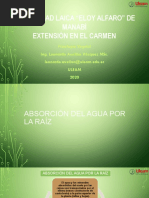 Absorcion Del Agua Por La Raiz