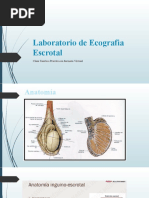 Laboratorio Ecografia Escrotal (Sin Notas)