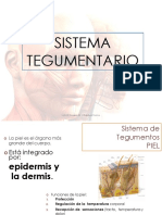 Sistema Tegumentario