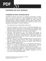 Pyrimidine de Novo Synthesis Recap