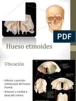 Hueso Etmoides