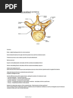 Vertebral