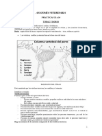 Guia de Pract. Anat. Vet. 13 y 14