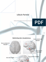 Lobulo Parietal