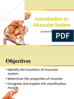 Introduction To Muscular System