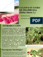 Cultivo in Vitro de Frambuesa Biotecnologia