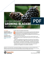 Growing Blackberries: in Your Home Garden