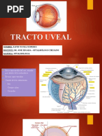 Tracto Uveal