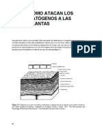 Cómo Atacan Los Patógenos A Las Plantas PDF