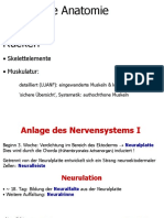 Repetitorium Anatomie