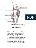 The Popliteal Artery