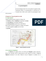 La Spermatogenèse Cours