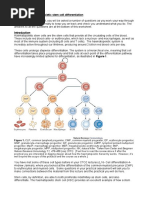 Dynamics of Haematopoietic Stem Cell Differentiation