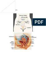 Alat Reproduksi Pada Manusia