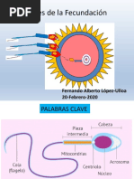 Fases de La Fecundacion