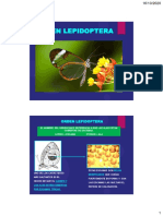 PDF Clase Lepidoptera