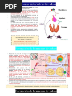 Hormonas Metabólicas Tiroideas