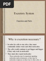 Excretory System: Function and Parts