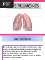 Anatomia Pulmonar