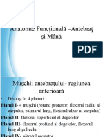 Anatomie Functionala A Antebratului Si Mainii