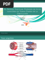 Patrones de Flujo Del Sistema Vascular