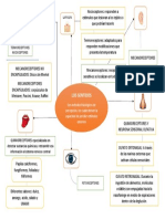 Mapa Mental LOS SENTIDOS