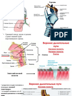 Строение дыхательной системы