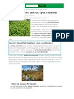 Tipos de Plantas Forestales