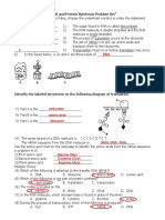 RNA and Protein Synthesis Problems KEY