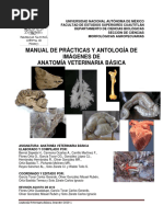 Manual Anatom A Veterinaria B Sica Parte