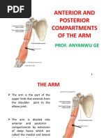 Anatomy Ofthe Upper Arm