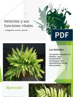 Helechos y Sus Funciones Vitales