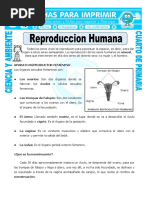 Ficha Reproduccion Humana para Cuarto de Primaria