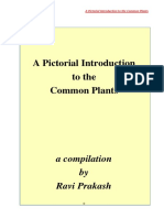 A Pictorial Introduction To The Common Plants: A Compilation by Ravi Prakash