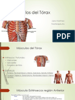 Presentación Miología de Tórax y Abdomen