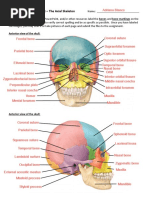 Chapter 7 Lab Assignment - Axial Skeleton Labeling