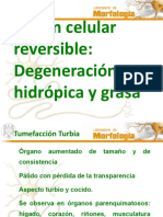 04 Lesión Celular Reversible Degeneración Hidrópica y Grasa