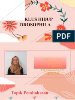 .Sabrina Intan Maulida - PPT Lalat Buah