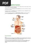 Sistema Digestivo Humano