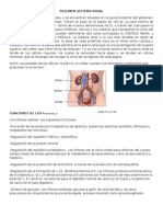 Resumen Sistema Renal